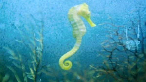 支付宝海马游泳的时候是什么姿势