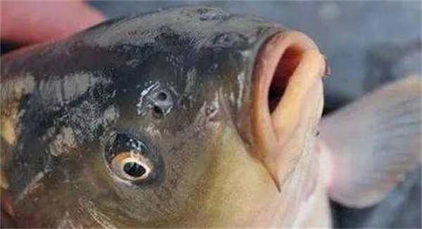 支付宝神奇海洋鱼有鼻子吗